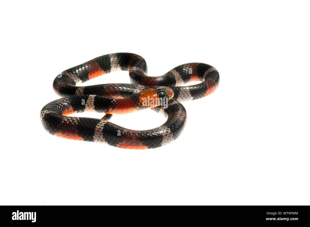 False Coral Snake (Erythrolamprus aesculapii), Berbice River, Guyana, September. Meetyourneighbours.net project. Stock Photo