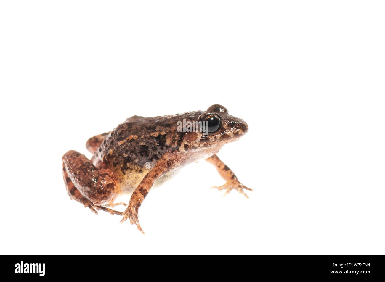 Chirping frog (Adenomera andrae), Kanuku Mountains, Guyana, July. Meetyourneighbours.net project. Stock Photo