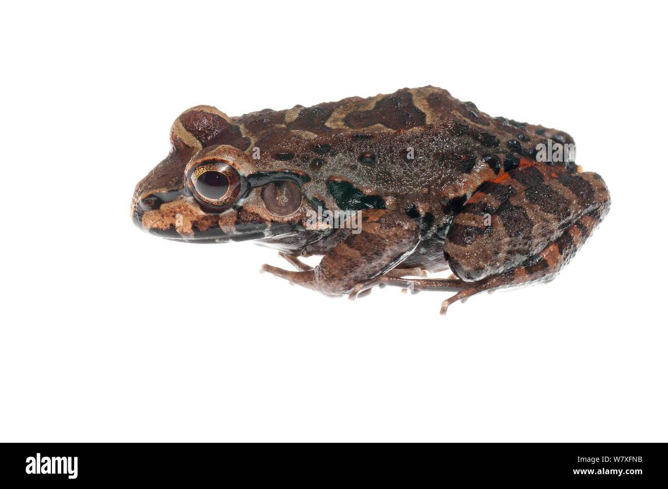 Myers&#39; thin-toed frog (Leptodactylus myersi), Kanuku Mountains, Guyana, July. Meetyourneighbours.net project. Stock Photo