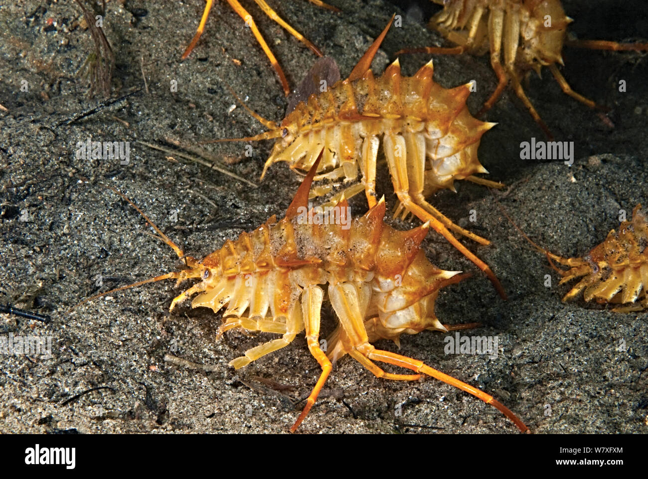 Amphipods (Acanthogammarus victorii), Lake Baikal, Russia. April. Stock Photo