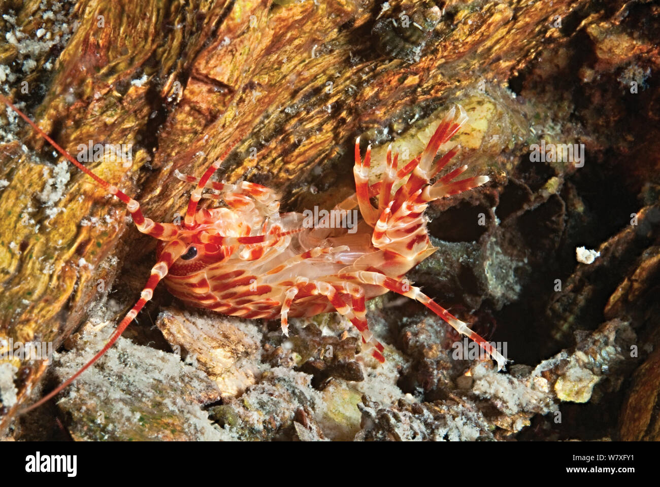 Amphipod (Parapallasea sitnikovae), Lake Baikal, Russia, May. Stock Photo
