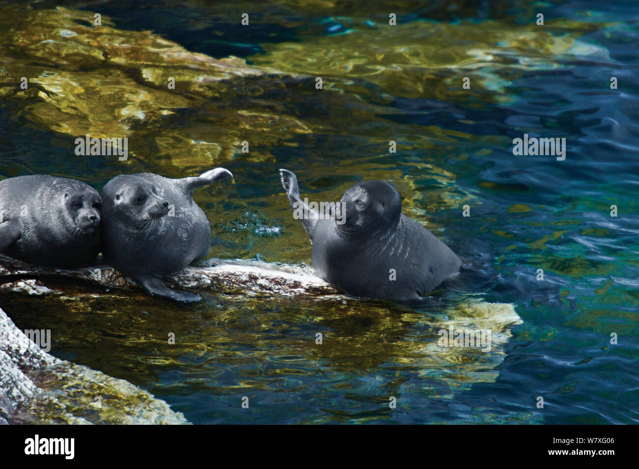 Baikal seals (Pusa sibirica) endemic to Lake Baikal, Russia, May Stock
