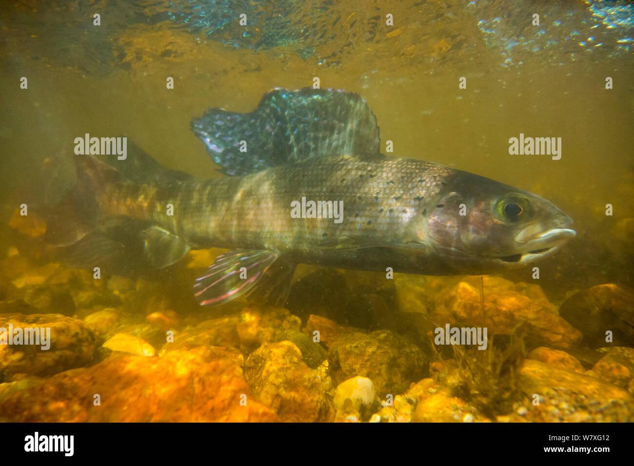 Arctic grayling hires stock photography and images Alamy