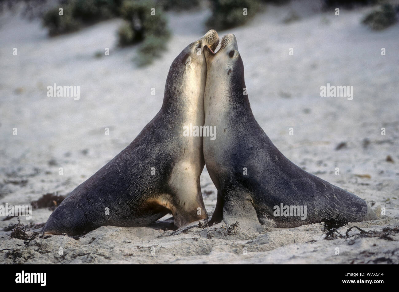 Young Australian sea lions (Neophoca cinerea) practicing courtship