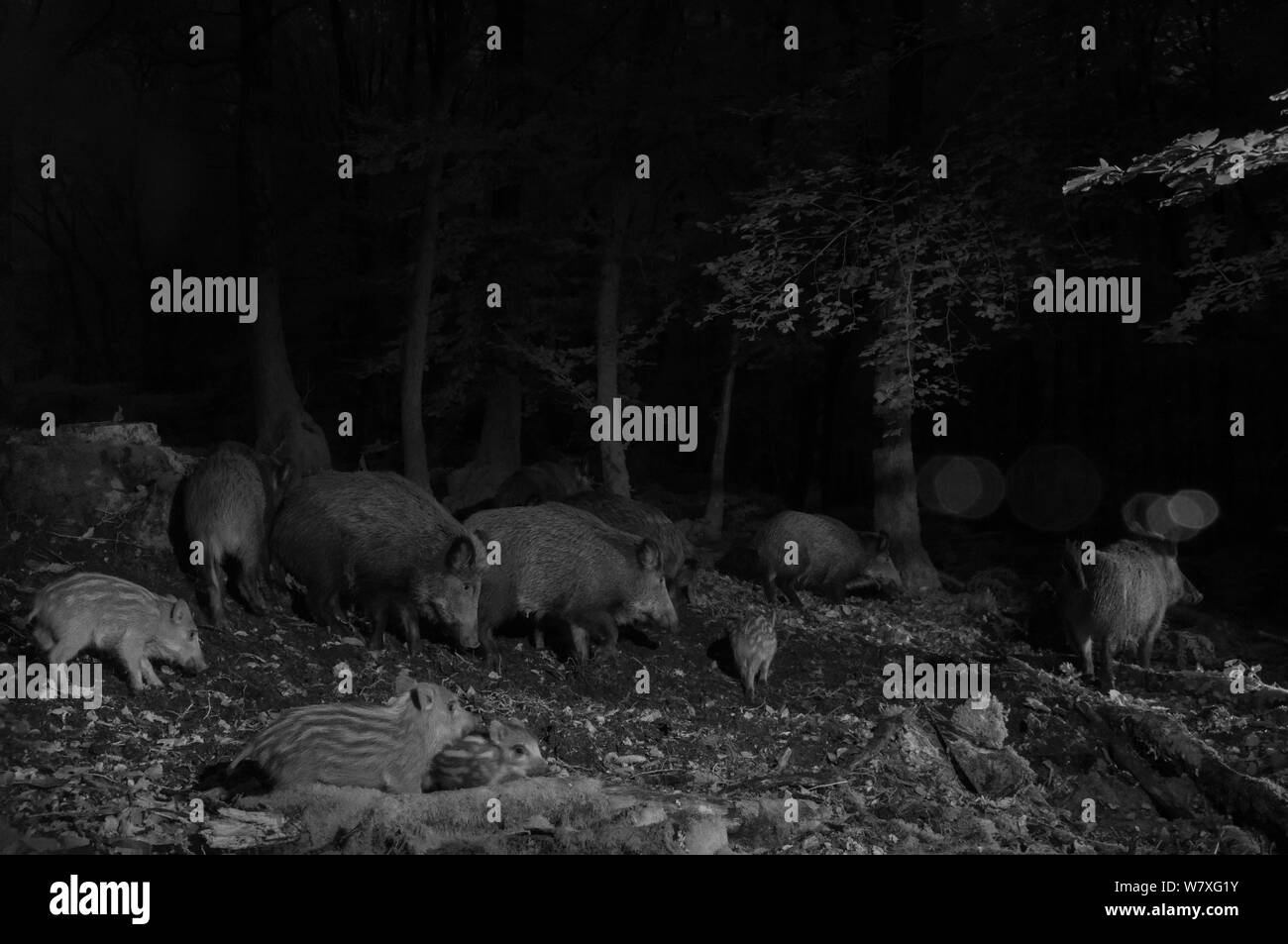 Wild boar (Sus scrofa) in forest, taken at night with infra-red remote camera trap, Mayenne, France, October. Stock Photo