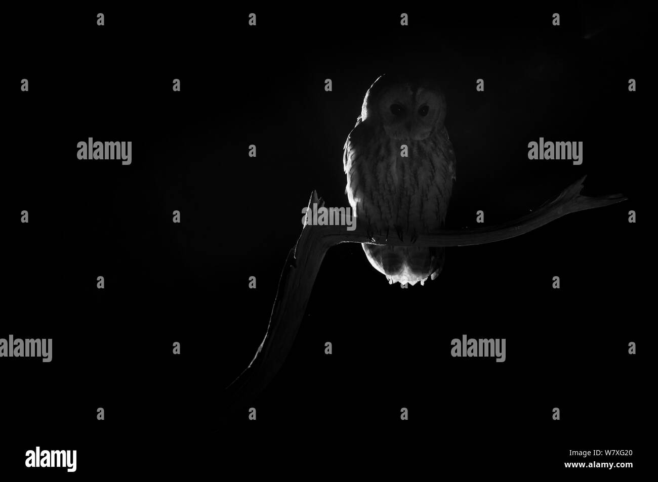 Tawny owl (Strix aluco) taken at night with infra-red remote camera trap, Mayenne, France, September. Stock Photo