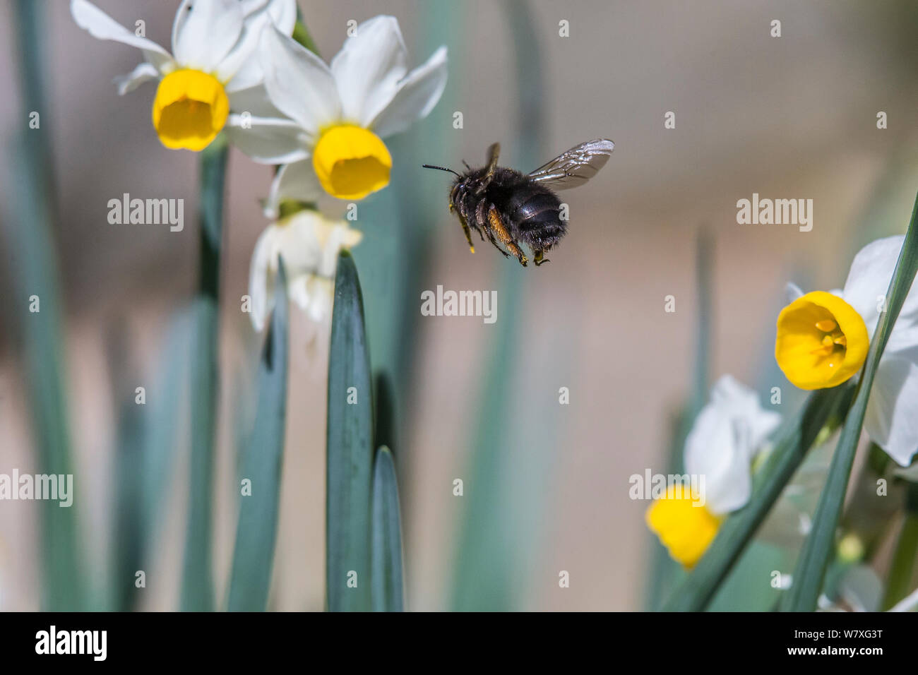 Hairy footed flower bee female hires stock photography and images Alamy