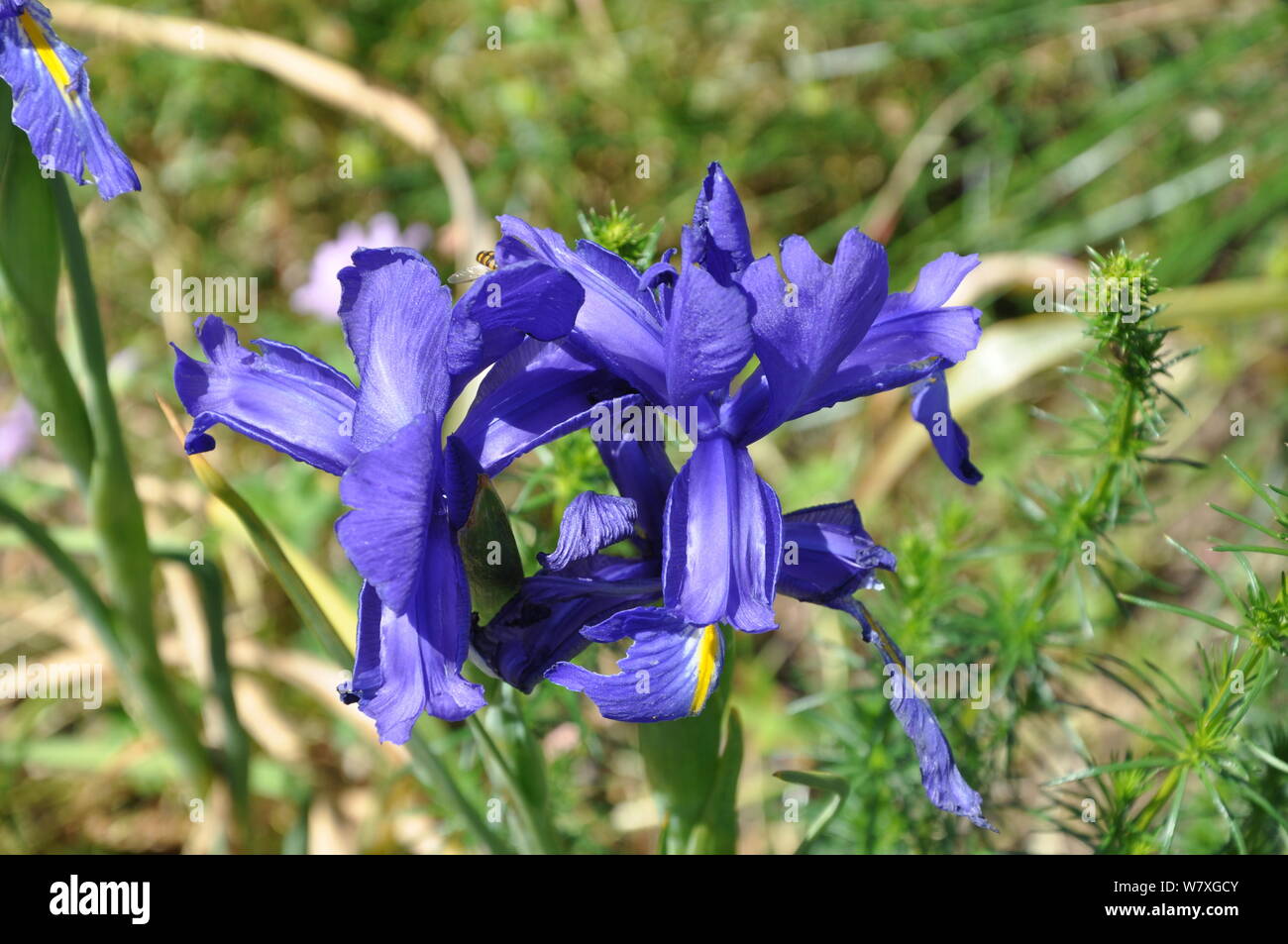 Purple Alpine Flower, in Alpine Garden on Kitzbuheler Horn, near Kitzbuhel, Tyrol, Austria, Europe. Stock Photo