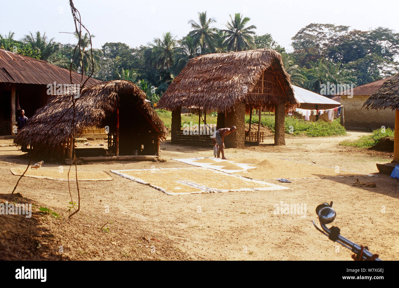 Villagers in the Gola forest drying rice near communal hut. Sierra Leone, 2004-2005. Stock Photo