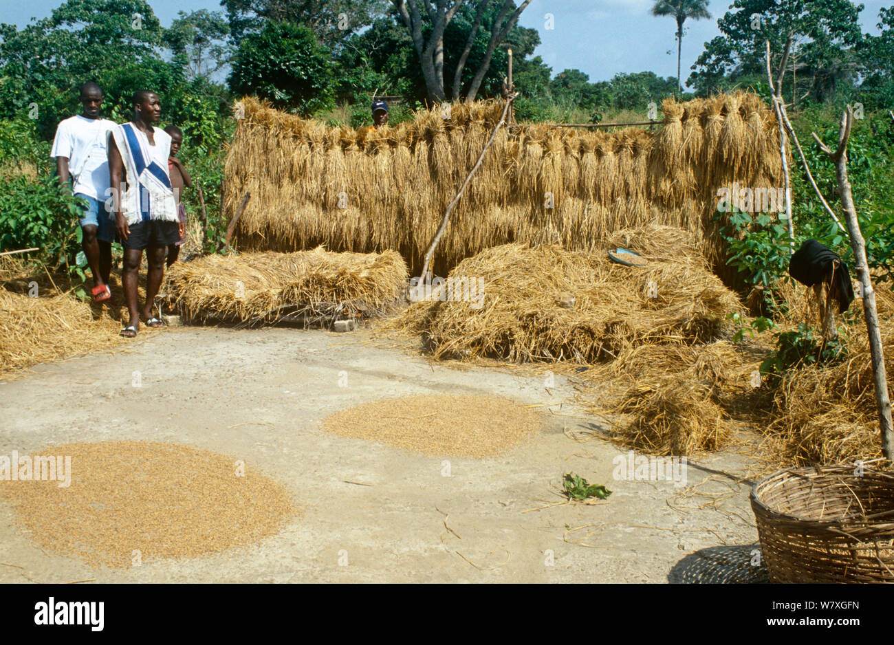 Newly harvested rice drying in the sun. Port Loko district, Sierra ...
