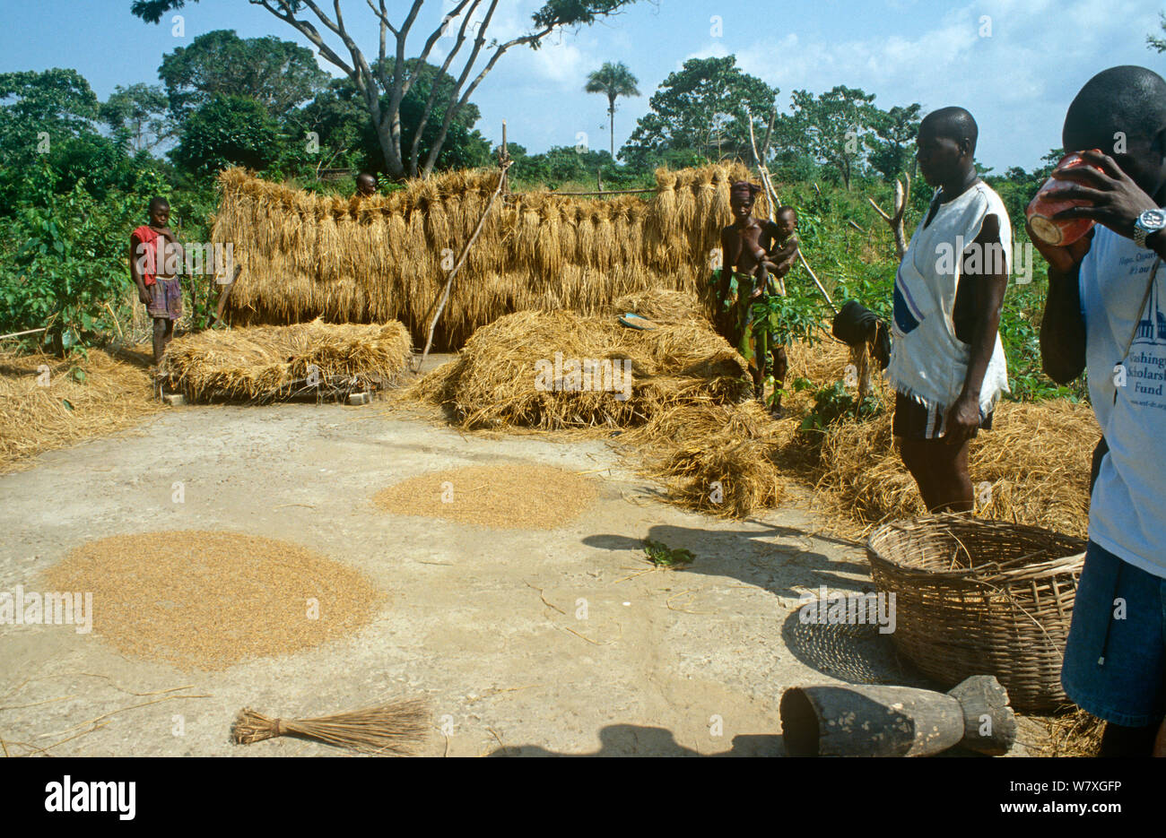 Newly harvested rice drying in the sun. Port Loko district, Sierra ...