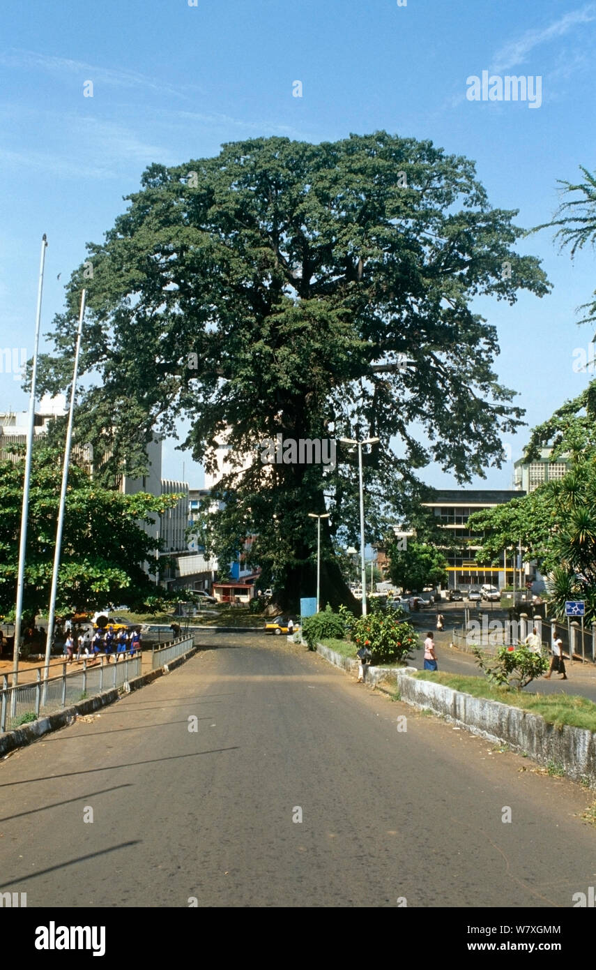Cotton tree freetown sierra leone hi-res stock photography and images ...