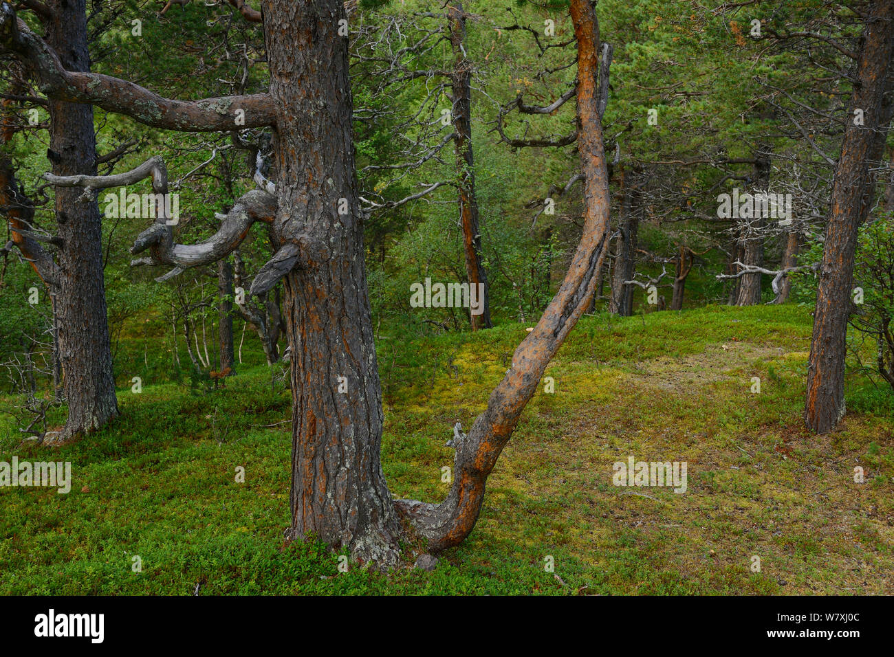 Old growth pine forest, Laponia Circuit, along the Padjelantaleden trail, Padjelanta National Park and Sarek National Park, Norrbotten, Lapland, Sweden. Stock Photo