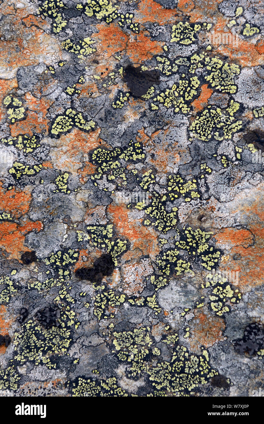 Lichens on a rock, from the high plateau, on the Laponia Circuit, along the Padjelantaleden trail, Padjelanta National Park and Sarek National Park, Norrbotten, Lapland, Sweden. Stock Photo