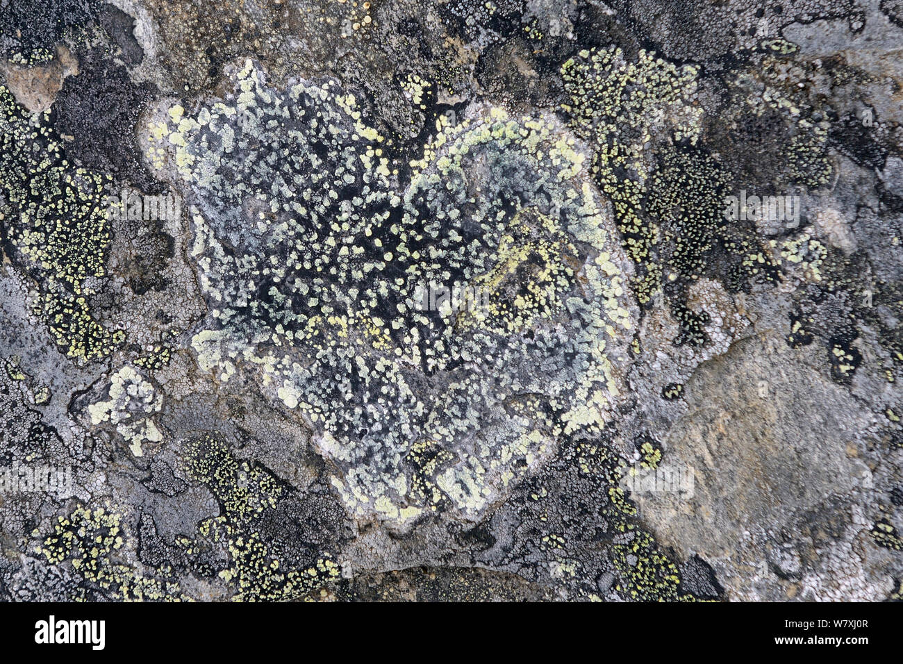 Heart-shaped lichen on rock, Laponia Circuit, along the Padjelantaleden trail, Padjelanta National Park and Sarek National Park, Norrbotten, Lapland, Sweden. Stock Photo