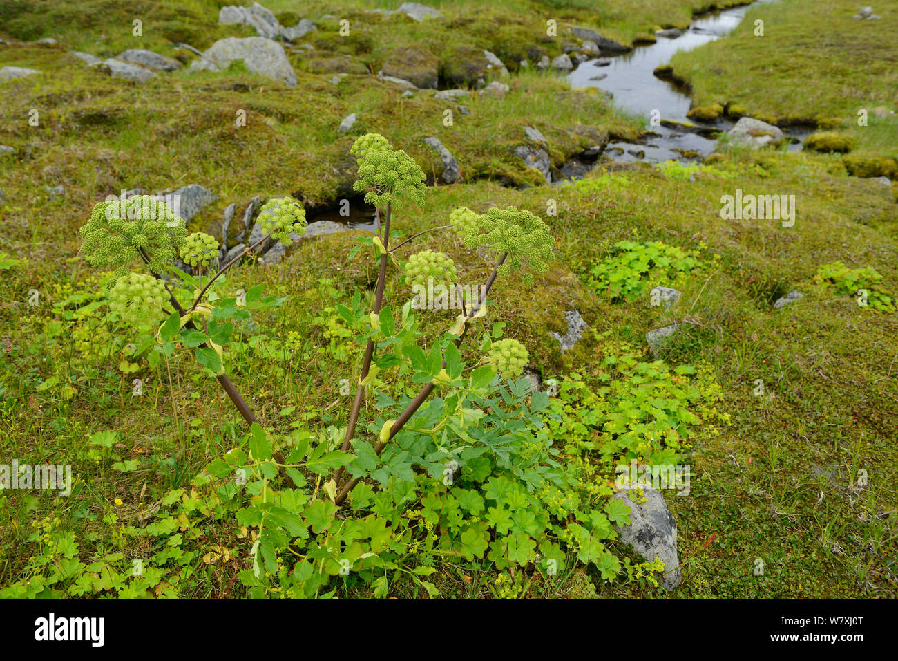Wild celery (Angelica artchangelica) Laponia Circuit, along the Padjelantaleden trail, Padjelanta National Park and Sarek National Park, Norrbotten, Lapland, Sweden. Stock Photo