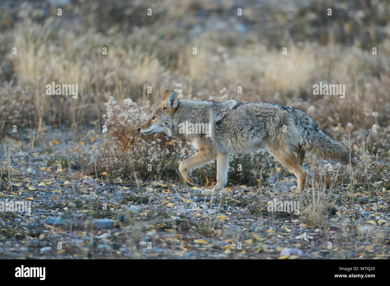 Coyote (Canis latrans) walking, Grand Teton National Park, Wyoming, USA Stock Photo
