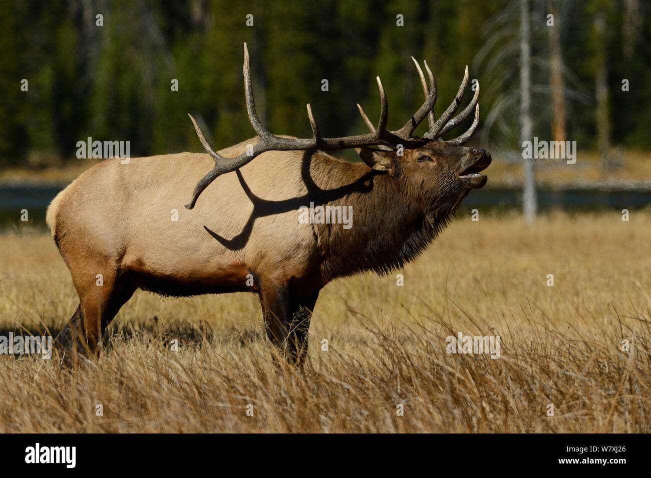 American elk (Cervus elaphus canadensis) stag calling during rut, Yellowstone National Park, Wyoming, USA. October. Stock Photo