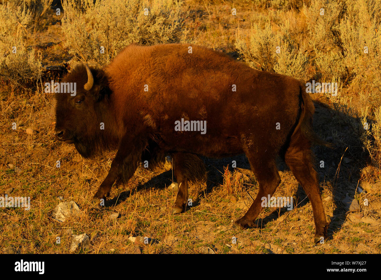 American Bison (Bison bison) juvenile, Yellowstone National Park, Wyoming, USA, October. Stock Photo