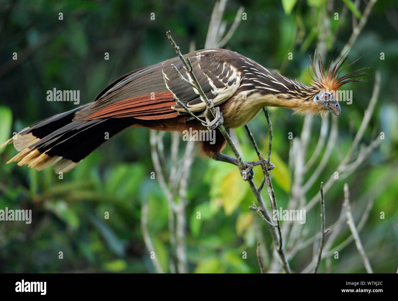 Hoatzin (Opisthocomus hoazin) Napo wildlife lodge, Amazonas, Ecuador, South America, April. Stock Photo