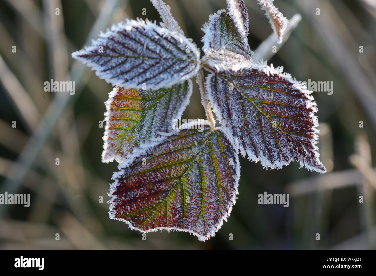 Frost on Blackberry (Rubus fruticosus) leaves, Vosges, France, March. Stock Photo