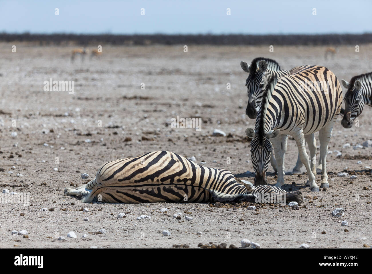 Group of Burchell's zebras (Equus quagga burchellii) gathering around  and sniffing a dead pregnant female that died due to complications whilst giving  birth, Etosha National Park, Namibia Stock Photo - Alamy