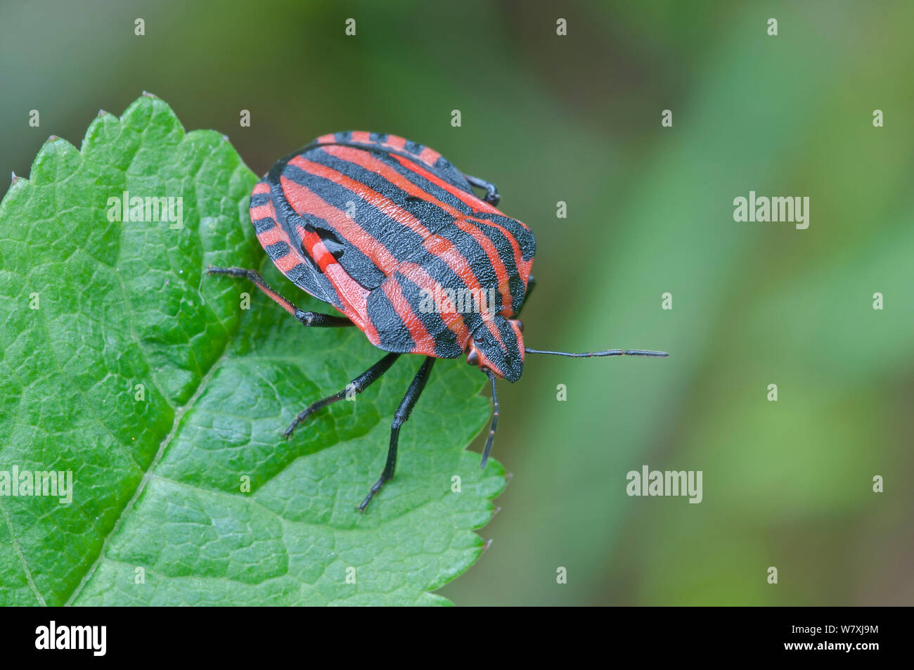 Shield bug (Graphosoma italicum) Peerdsbos, Brasschaat, Belgium, May. Stock Photo