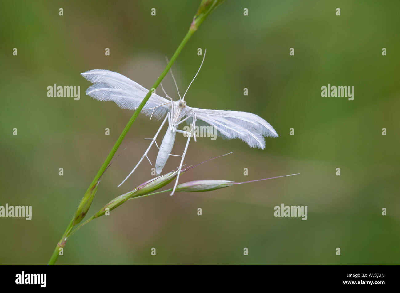 White plume moth (Pterophorus pentadactyla) Peerdsbos, Brasschaat, Belgium, June. Stock Photo