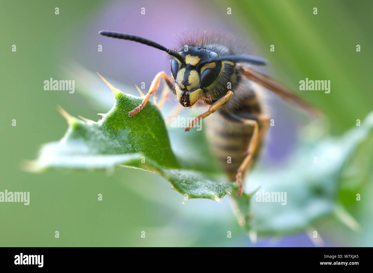 Common wasp (Vespula vulgaris) Peerdsbos, Brasschaat, Belgium, July. Stock Photo