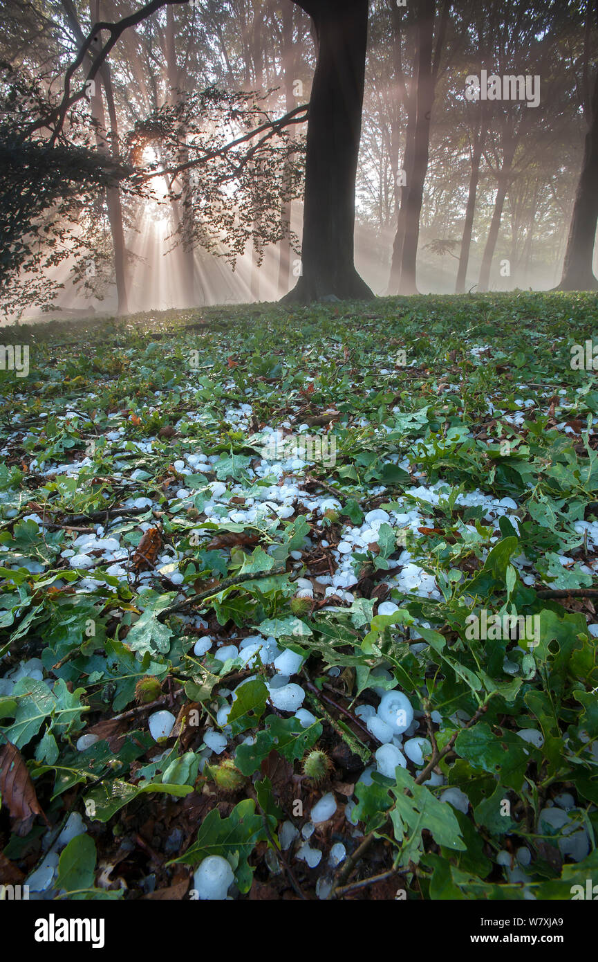 Rays of sunlight through mixed Beech (Fagus sp) / Oak (Quercus sp) forest after heavy downpour of hail, Peerdsbos, Brasschaat, Belgium, June 2014. Stock Photo