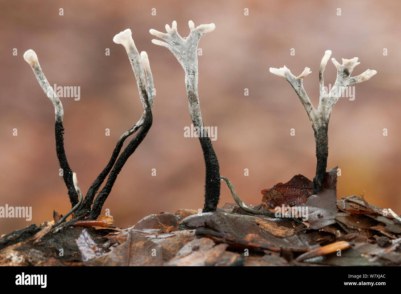 Candlesnuff fungus (Xylaria hypoxylon) Peerdsbos, Brasschaat, Belgium, November. Stock Photo