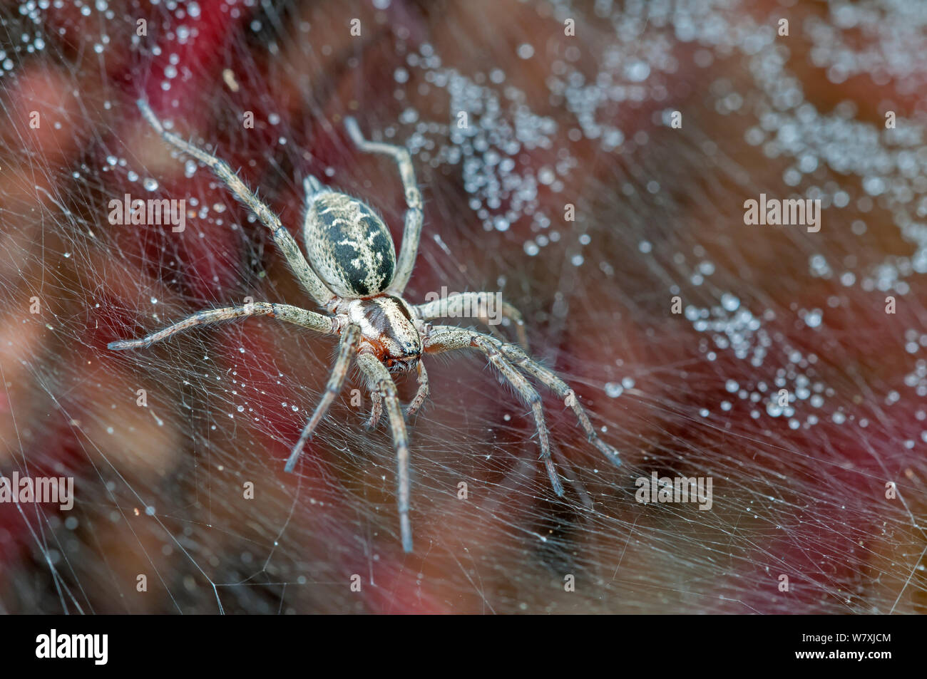 Funnel-web spider (Agelena labyrinthica) Brasschaat, Belgium, July. Stock Photo