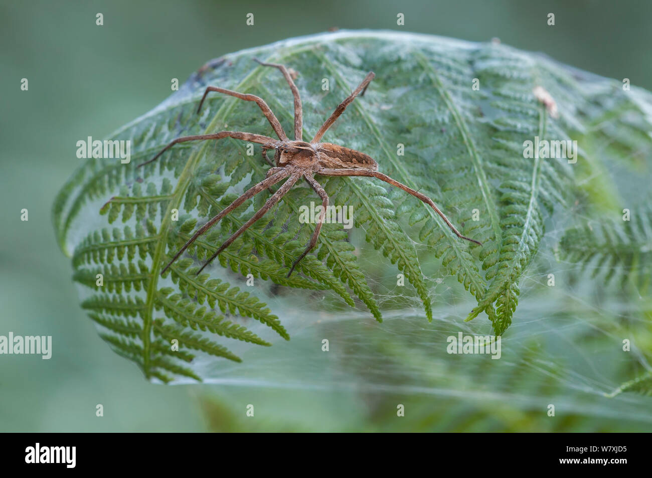 Nurseryweb spider (Pisaura mirabilis) female on top of fern leaf nest, Brasschaat, Belgium