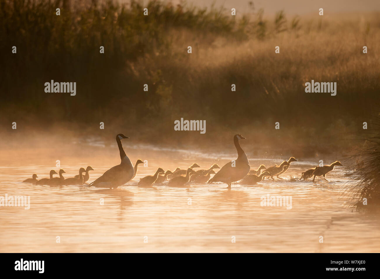 Canada geese (Branta canadensis) with large &#39;creche&#39; of goslings at sunrise, Antwerp, Belgium, May. Stock Photo