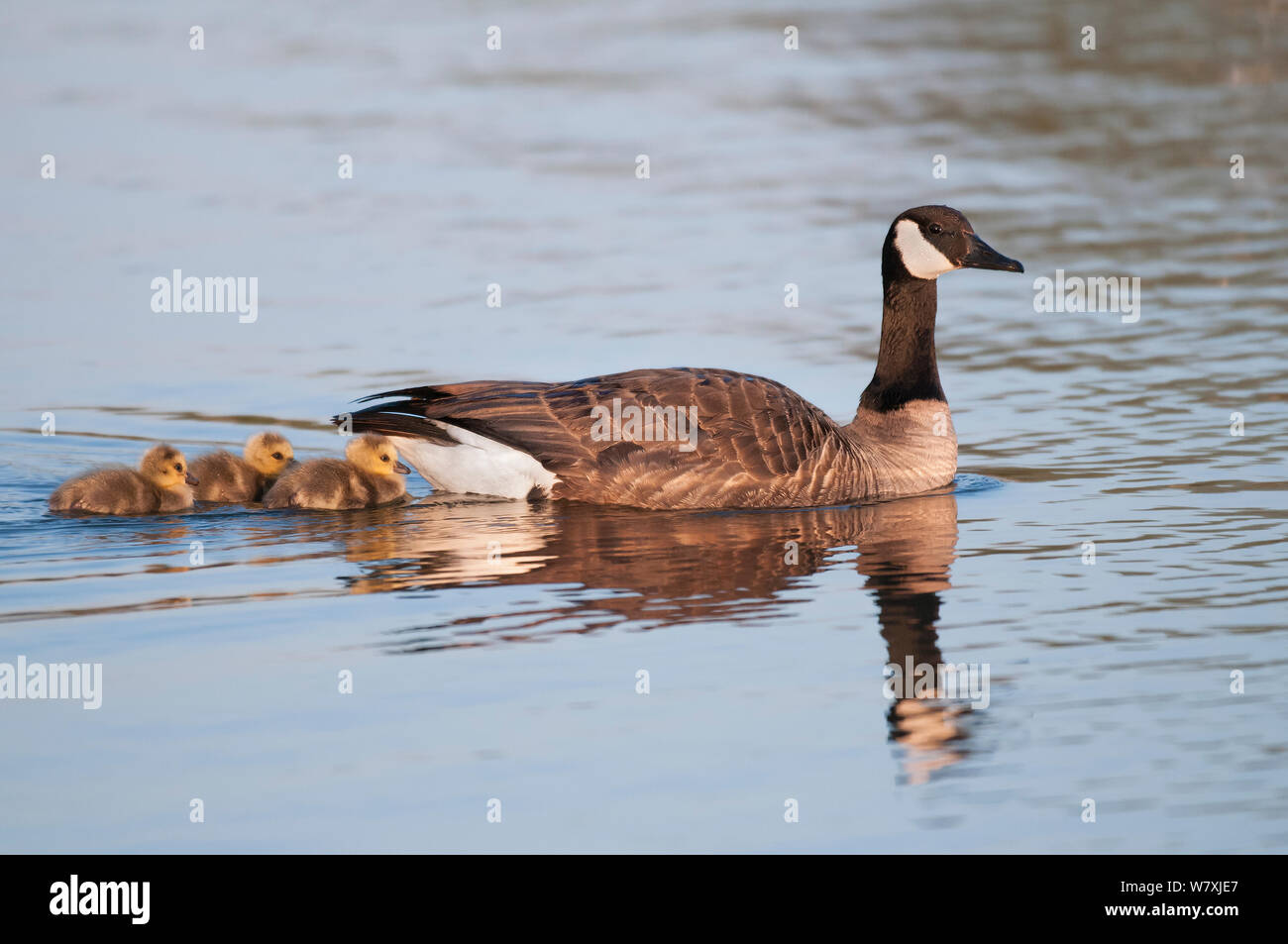 Belgium goose hi-res stock photography and images - Alamy