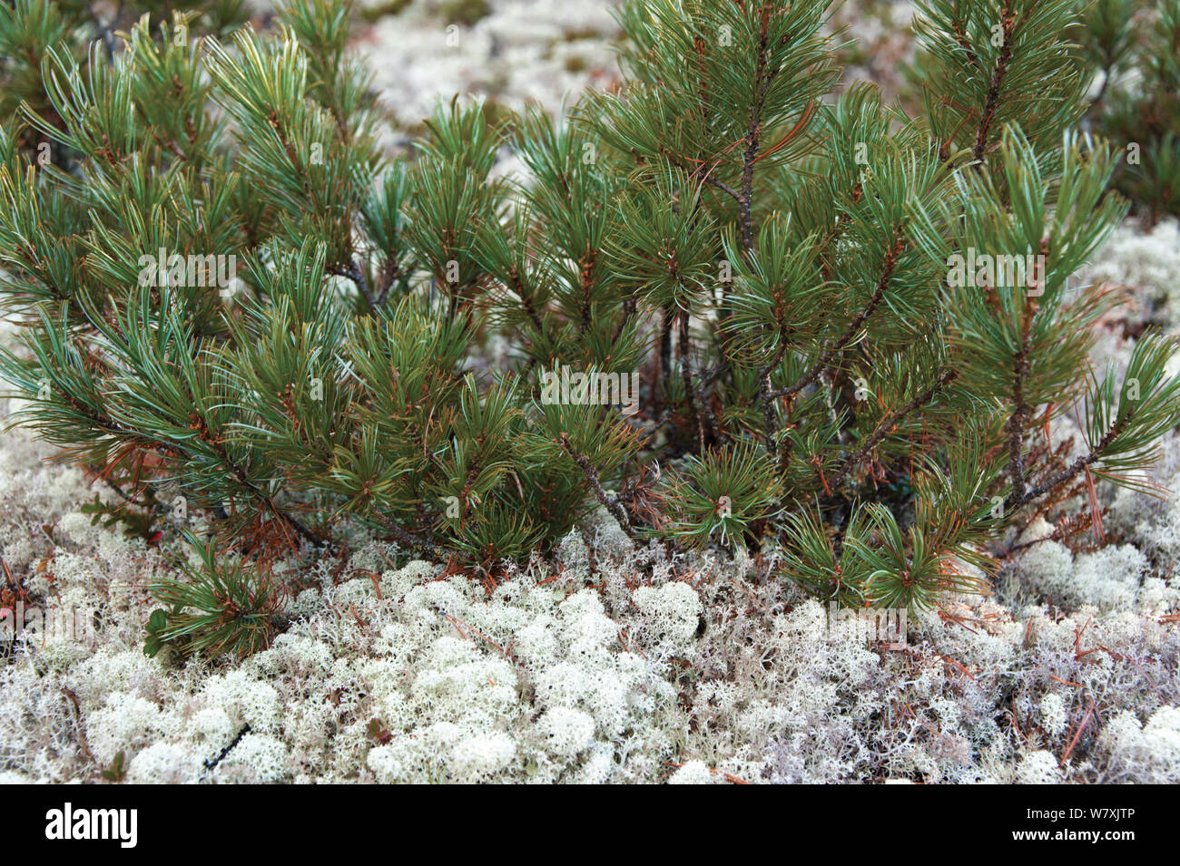 Siberian dwarf pine (Pinus pumila) Zabaikalsky National Park/ Barguzin prezerv, Lake Baikal, Siberia, Russia, September 2013. Stock Photo