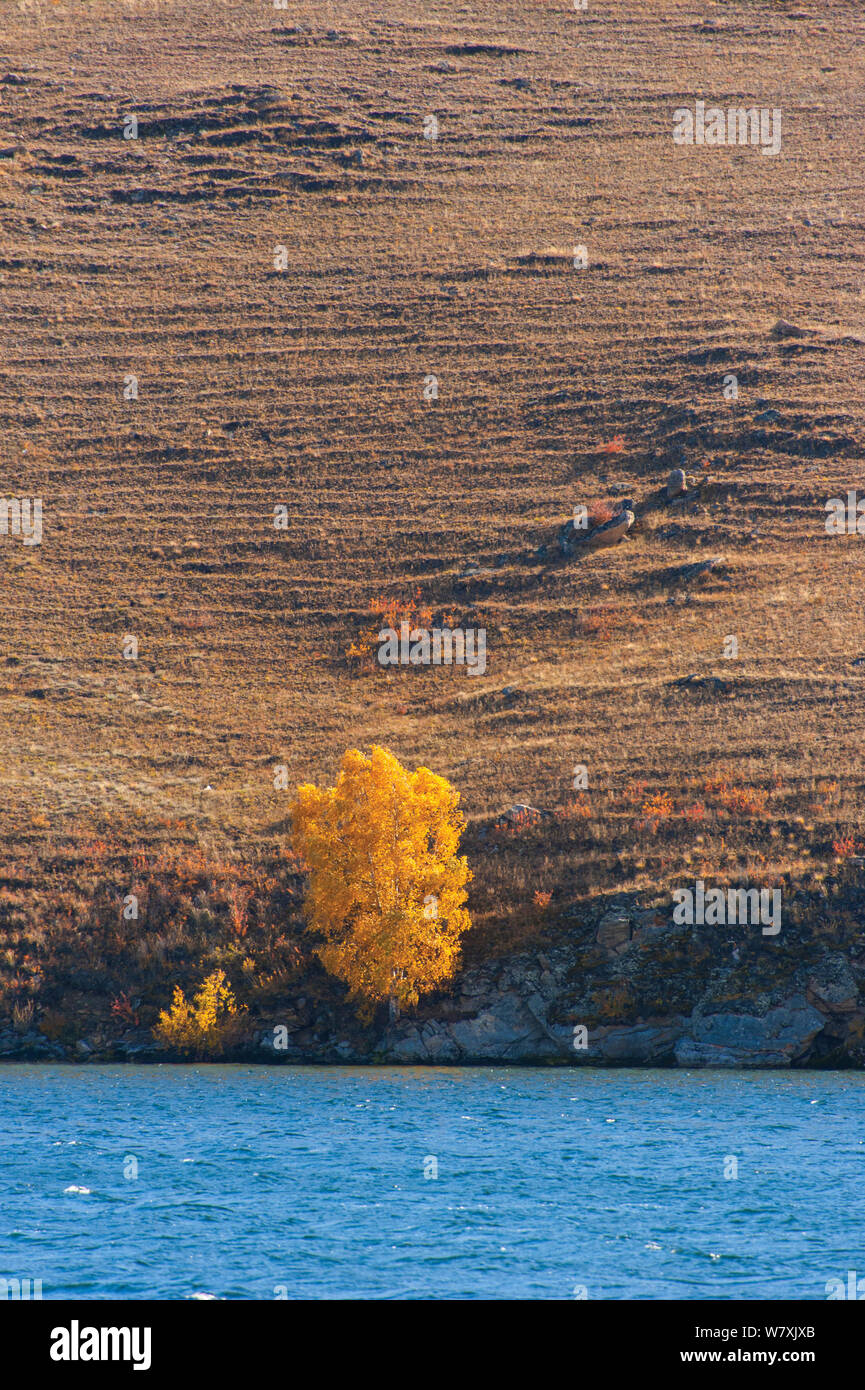 Tree at lake edge in autumn, Olkhon island, Lake Baikal, Siberia, Russia, September 2013. Stock Photo