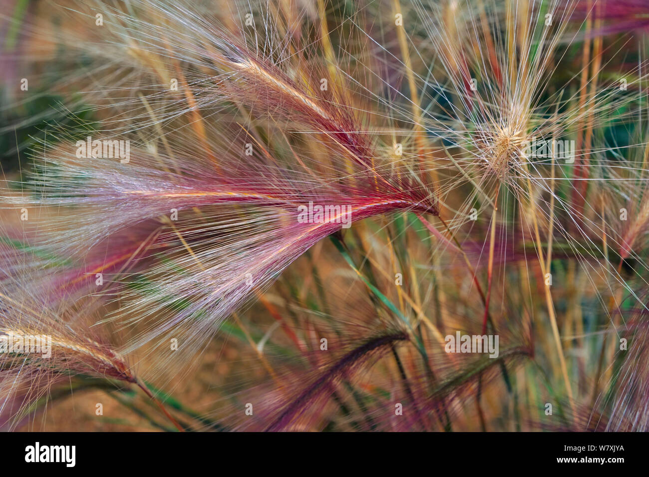 Grass seed heads (Hordeum sp), Zabaikalsky National Park, Lake Baikal, Siberia, Russia, September 2013. Stock Photo