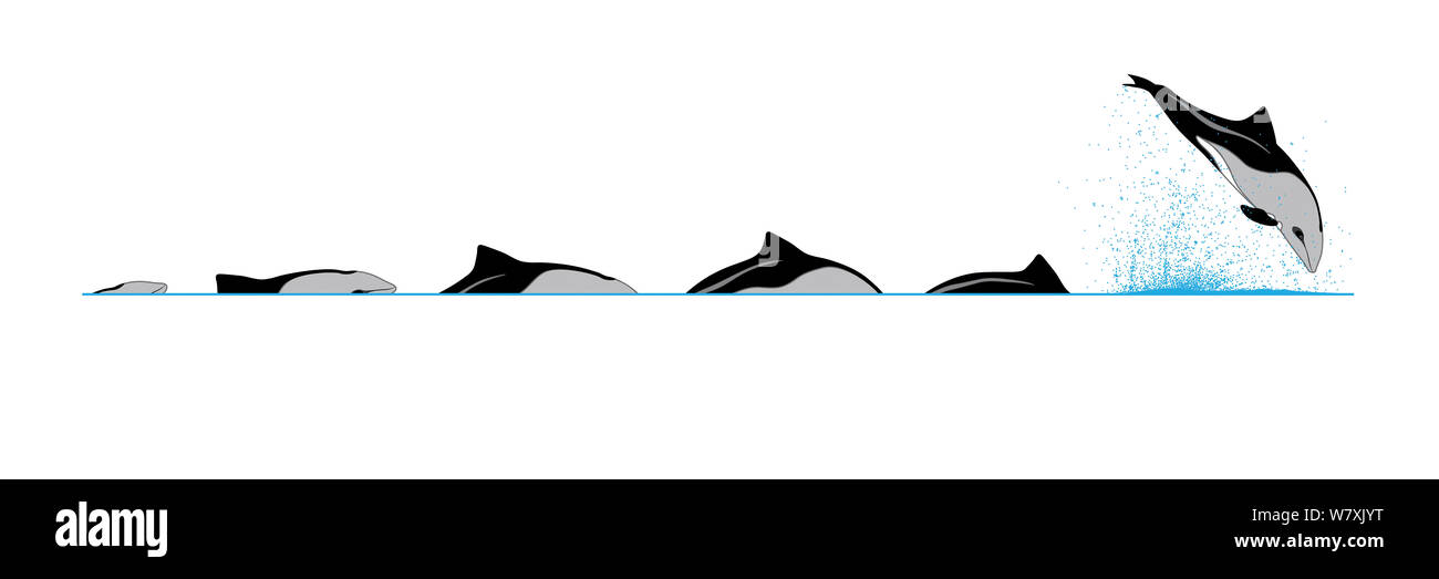 Illustration of the diving and breaching sequence of Heaviside’s Dolphin (Cephalorhynchus heavisidii). Stock Photo