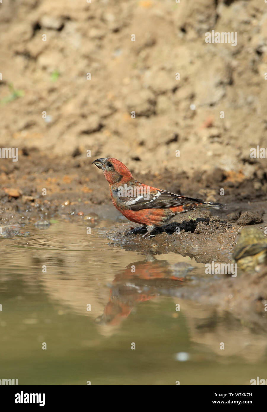 Two-barred crossbill (Loxia leucoptera) drinking, Lynford, Norfolk, UK, April. Stock Photo