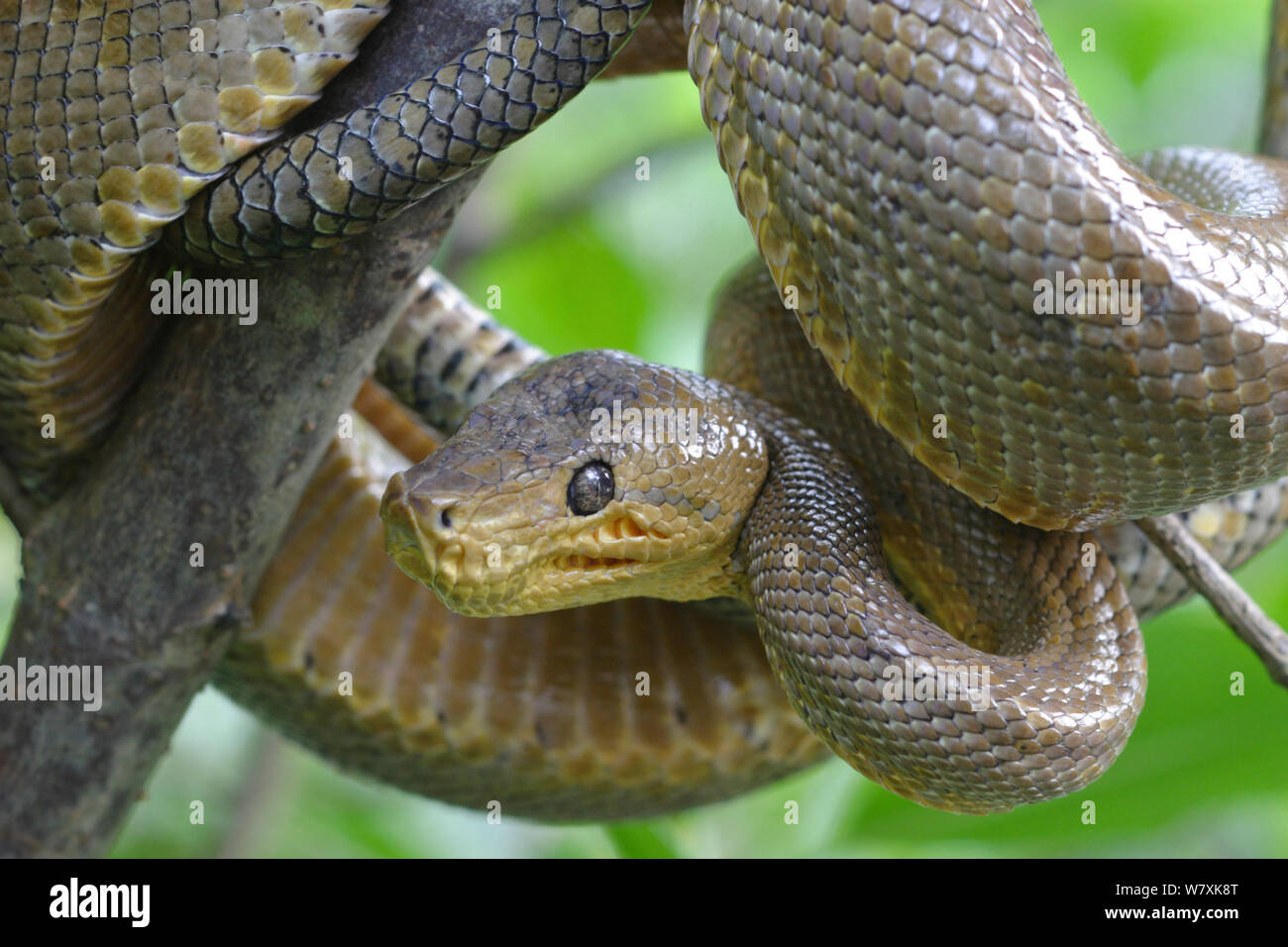 Trinidad and tobago snake hires stock photography and images Alamy