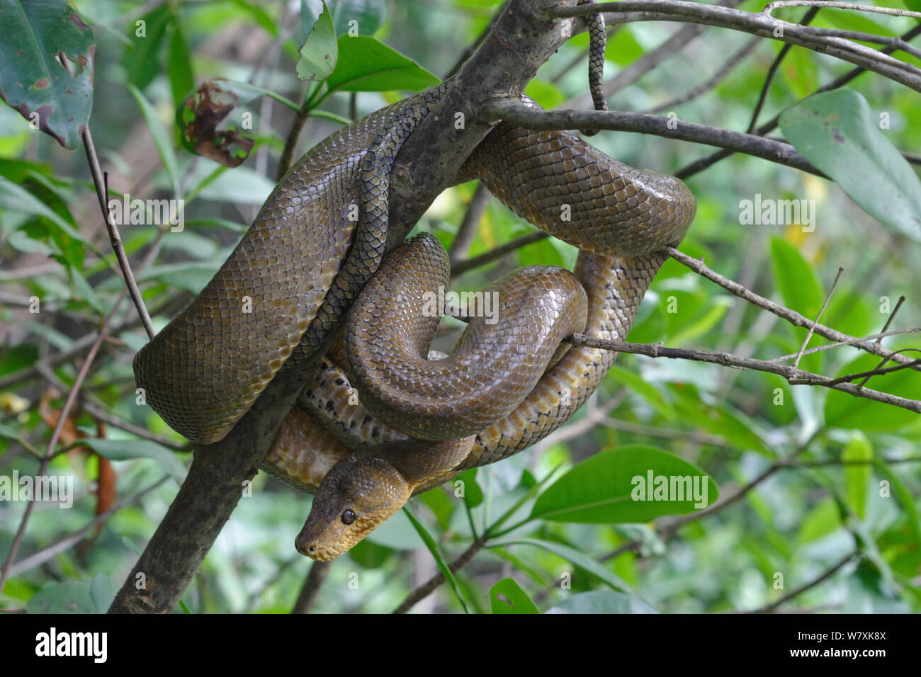 Trinidad and tobago snake hires stock photography and images Alamy