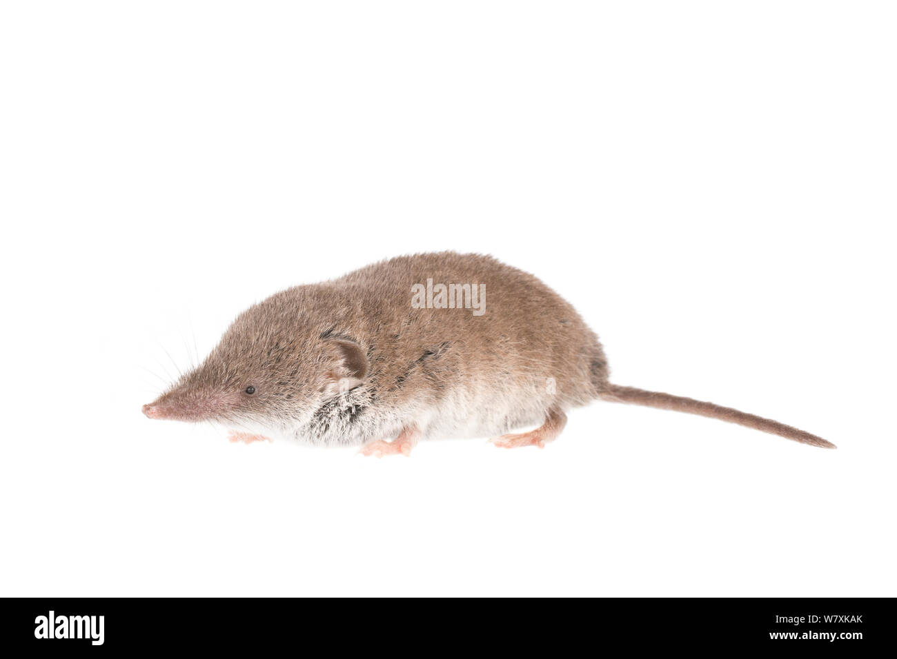 Greater white-toothed shrew (Crocidura russula) The Netherlands, October. Meetyourneighbours.net project Stock Photo