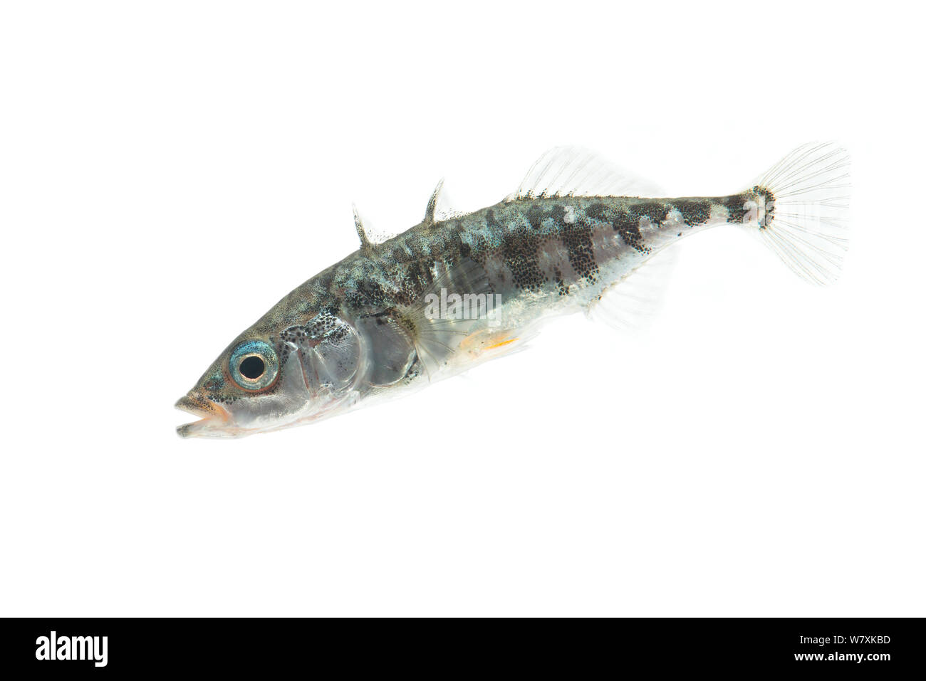 Three-spined stickleback (Gasterosteus aculeatus) February, The Netherlands, Meetyourneighbours.net project Stock Photo