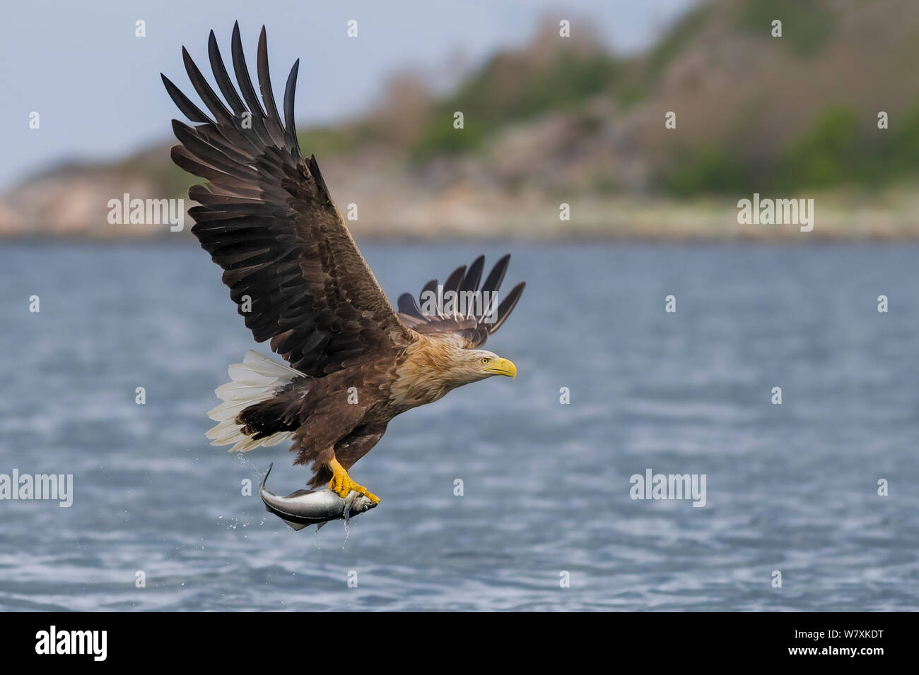 White-tailed sea eagle (Haliaeetus albicilla) in flight, with fish. Flatanger, Nord-Trøndelag, Norway. May. Stock Photo