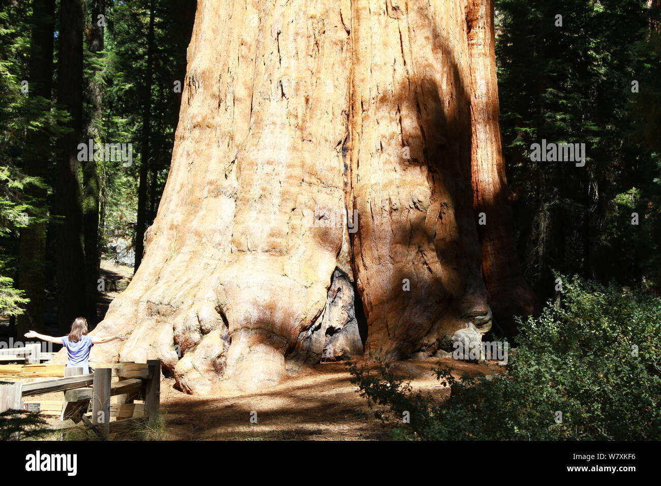 THE GENERAL SHERMAN . GIANT SEQUOIA TREE. THIS IS THE LARGEST TREE ON EARTH , PHOTOGRAPH TAKEN ON 27TH SEPTEMBER 2019 IN THE SEQUOIA NATIONAL PARK 9OOO FEET ABOVE SEA LEVEL. BY VOLUME IT IS THE LARGEST KNOWN LIVING SINGLE STEM TREE. GIANT SEQUOIA. LARGEST TREE IN THE WORLD. 102 FEET [ 31.3 M ]  CIRCUMFERENCE AT GROUND. 36 FEET [ 11.1 M ]  DIAMETRE AT BASE. SCIENTIFIC. SPECIES NAME SEQUOIADENDRON GIGANTEUM. Stock Photo