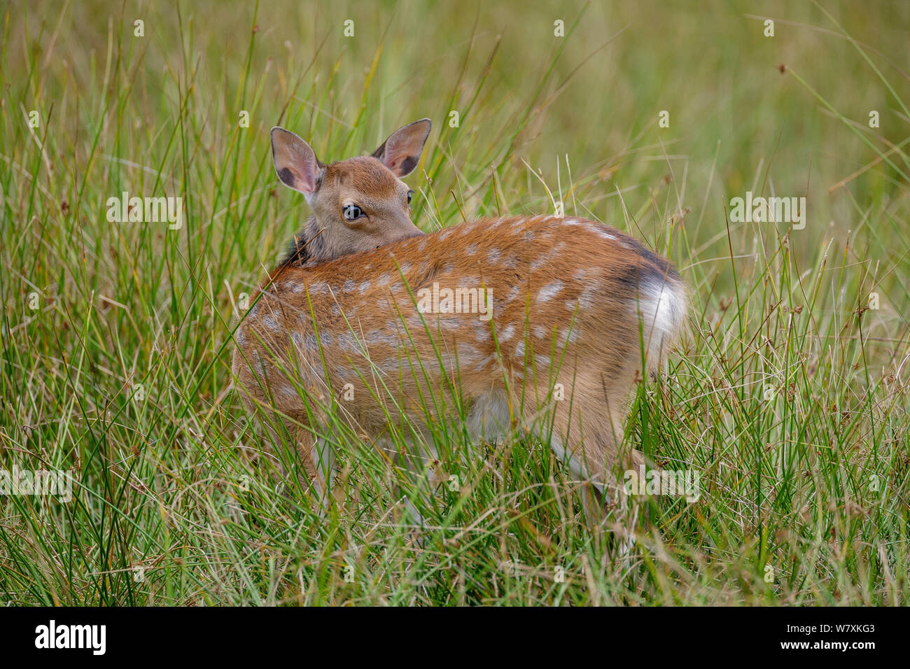 Sika deer (Cervus nippon) fawn, standing in marsh, looking back. Introduced Species. North Island, New Zealand. August. Stock Photo