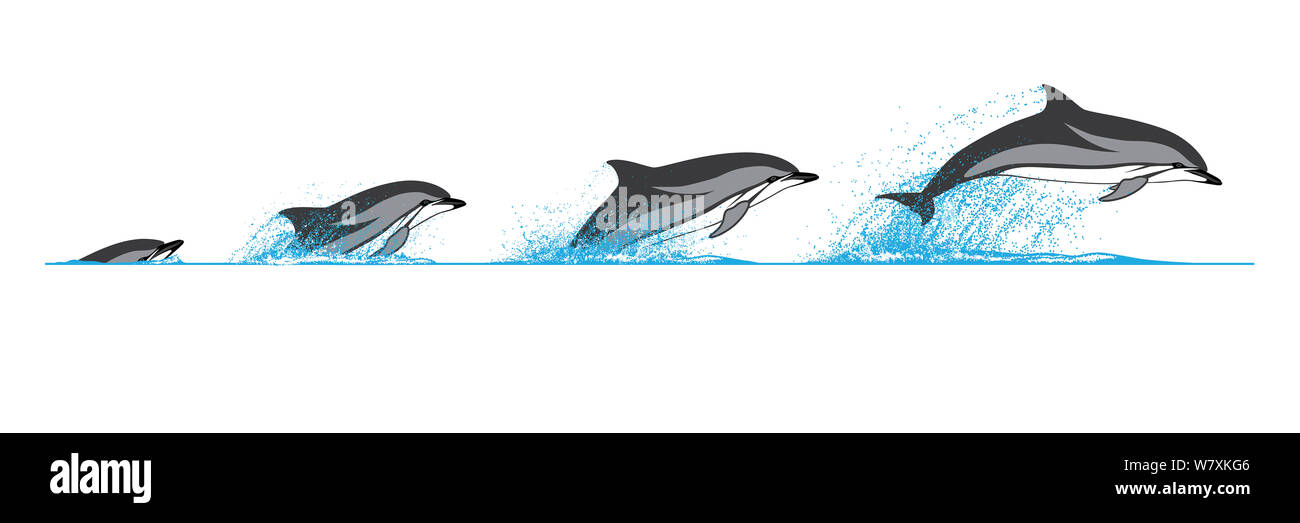 Illustration of the breaching sequence of Striped Dolphin (Stenella coeruleoalba). Stock Photo