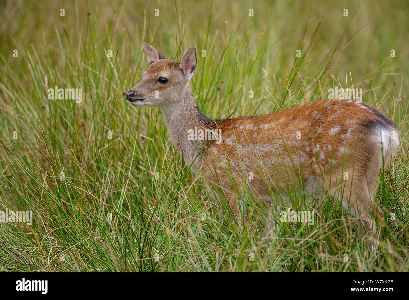 Sika deer (Cervus nippon) fawn, standing in marsh. Introduced Species. North Island, New Zealand. August. Stock Photo