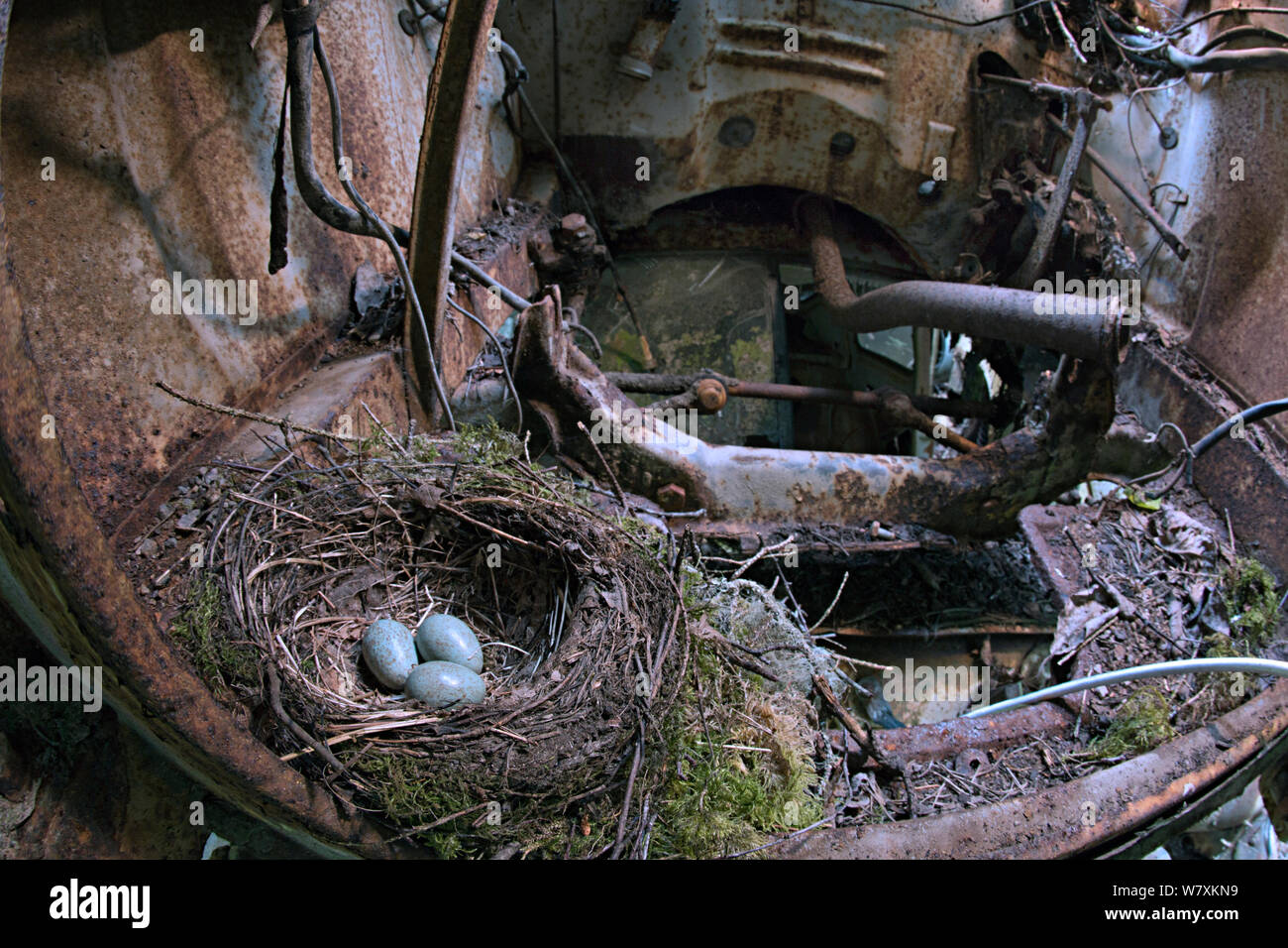 Blackbird (Turdus merula) nest with eggs in old car in 'car graveyard', Varmland, Sweden, June. Stock Photo